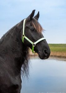 Halster Barok High Energy Riding